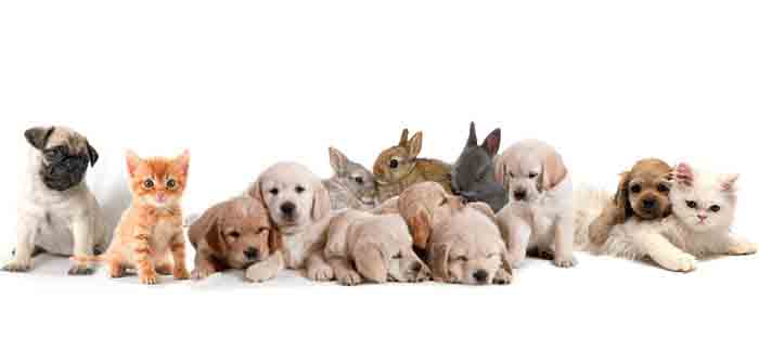 software petshop e clinica veterinaria